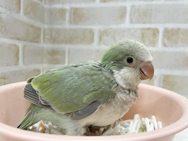 オキナインコ