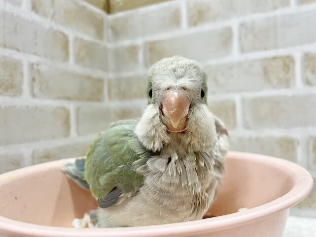 オキナインコ