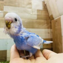 最新画像有り⭐️ブルーの淡いお色が美しいんでちゅ🩵セキセイインコのスパングル！！