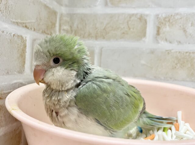 オキナインコ