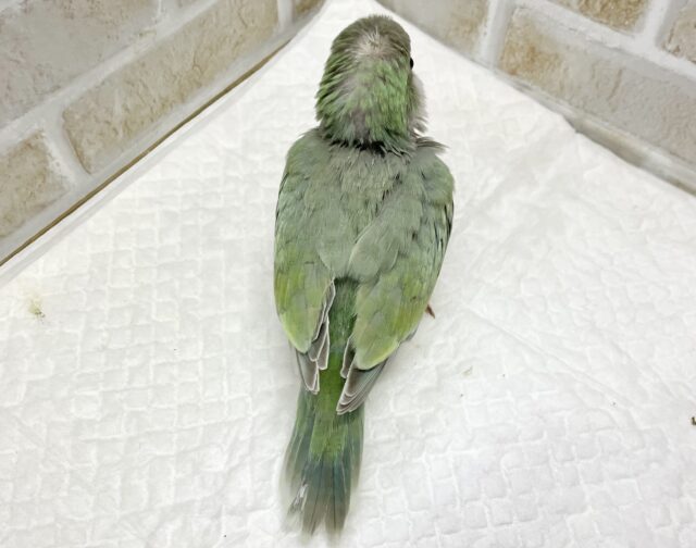 オキナインコ