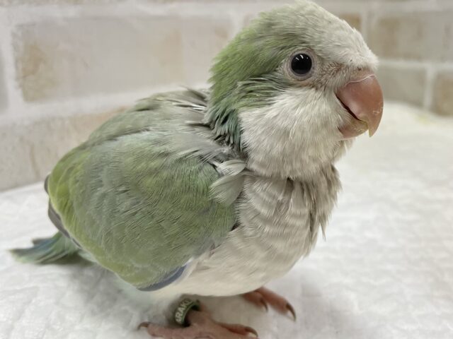 オキナインコ