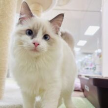 甘ったれボーイのラグドール君❣️