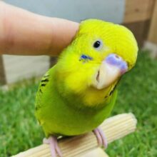 最新画像あります⭐️セキセイインコと言えば、このカラーでしょ‼️定番人気なオパーリン💚