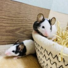 ミニミニサイズの白黒ちゃん🤍優しいお顔のパンダマウス男の子⭐️