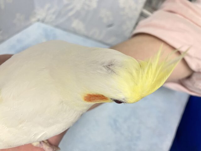 オカメインコ