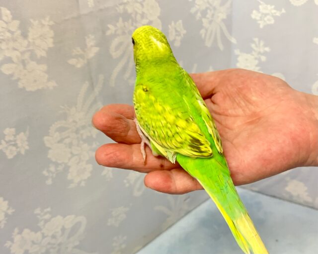 華やかで元気いっぱい💚セキセイインコ(スパングル) 2024年4月生まれ セキセイインコ