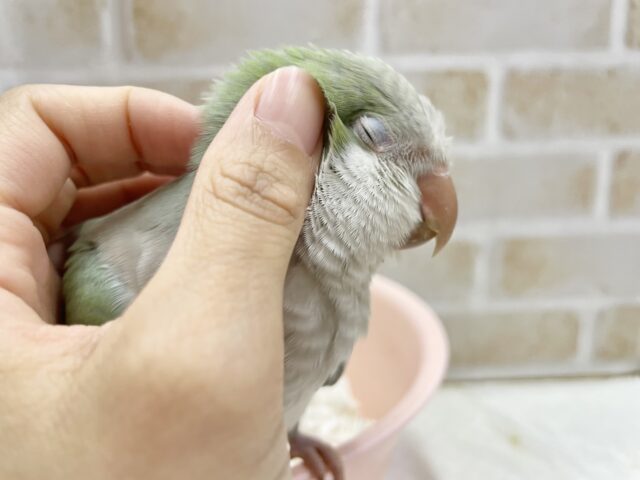 オキナインコ