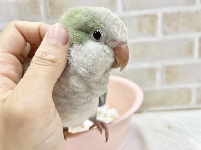 オキナインコ