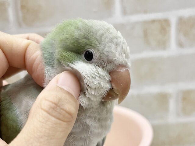 オキナインコ