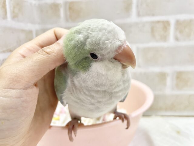 オキナインコ