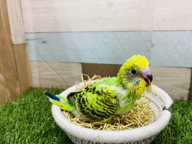 セキセイインコ