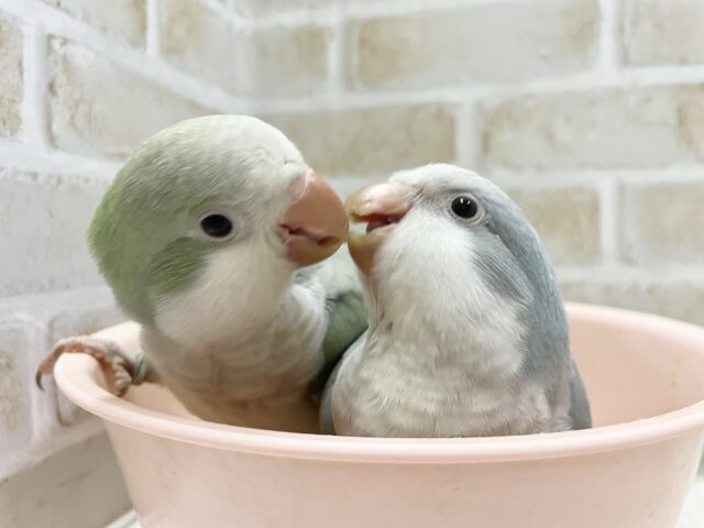 オキナインコ