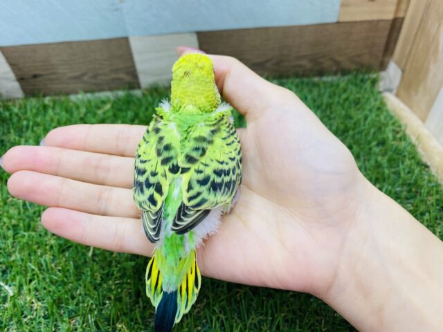 セキセイインコ