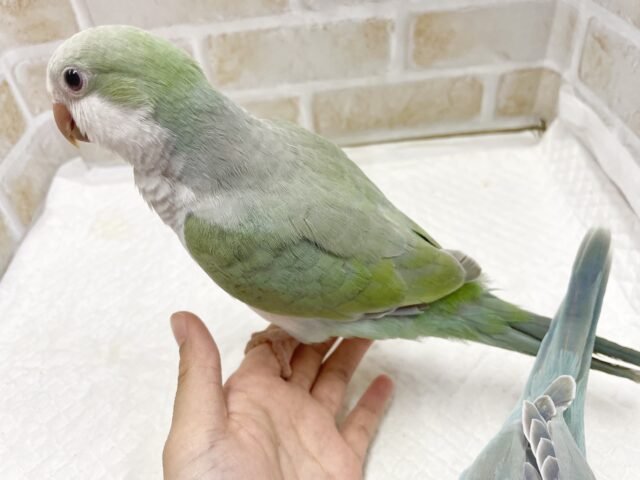 オキナインコ