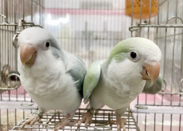 オキナインコ