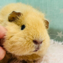 【最新画像・動画更新🪄】動く🧸もふもふぬいぐるみ♡テディモルモット(女の子)