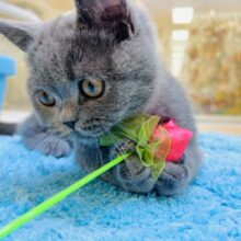 超甘えん坊❣️スリスリゴロゴロ止まらない❗️されるがままのブリティッシュくん⭐️