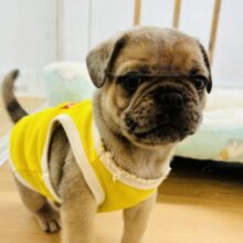 なんじゃその表情…クセになる♡ミックス犬(パグ×フレンチブルドッグ)