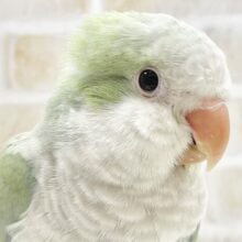 最新画像あり！動画あり！淡いグリーンのふわふわ天使😊　オキナインコ（アクアブルーパリド）