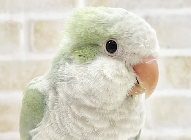 最新画像あり！動画あり！淡いグリーンのふわふわ天使😊　オキナインコ（アクアブルーパリド）