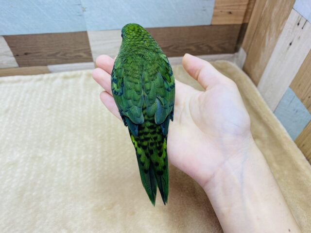 サザナミインコ