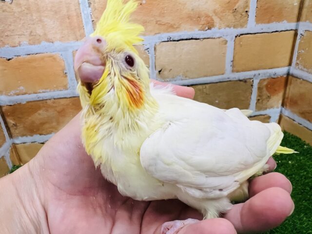 オカメインコ