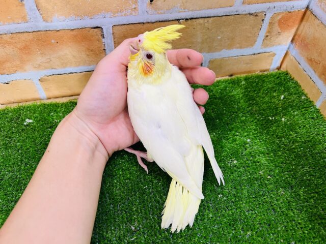 オカメインコ