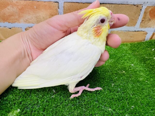 オカメインコ