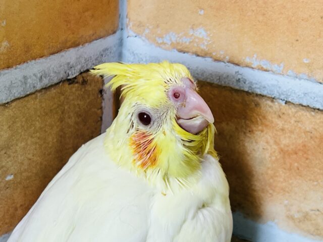 オカメインコ