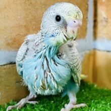 珍しいレアカラー‼︎セキセイインコの雛です！