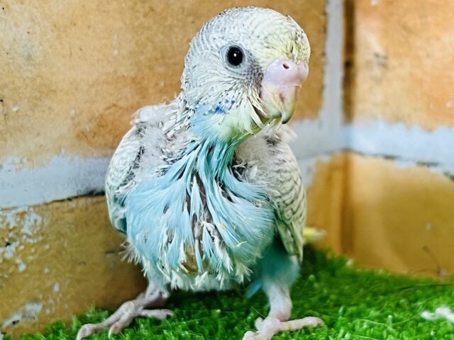 珍しいレアカラー‼︎セキセイインコの雛です！