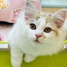 超ホヤホヤ最新画像＆動画✨️グリグリスリスリ止まらにゃい！！マンチカンちゃん！