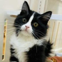 超ホヤホヤ最新画像✨イケメンニャンコにクラクラ♥スコティッシュフォールドくん！