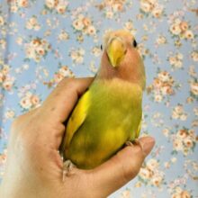ニギニギ❤︎しゃっき~ん🌟最高にｷｭｰﾄなコザクラインコさん🦜❤︎(タイガーチェリー)