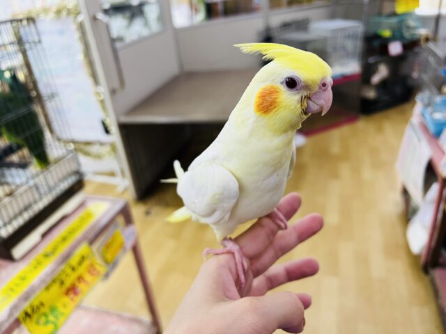 オカメインコ