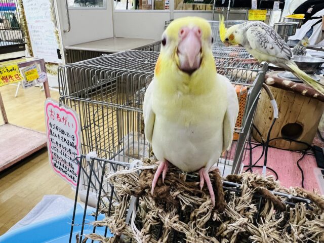 オカメインコ