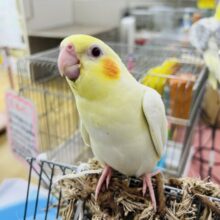 画像更新☆小粒なのかな？オカメインコのルチノー☆