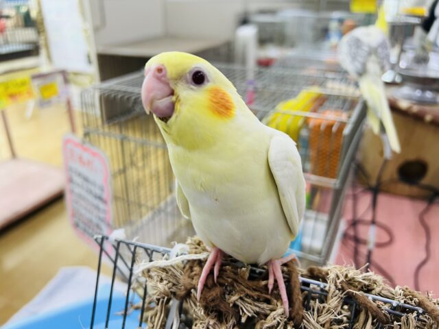 画像更新☆小粒なのかな？オカメインコのルチノー☆