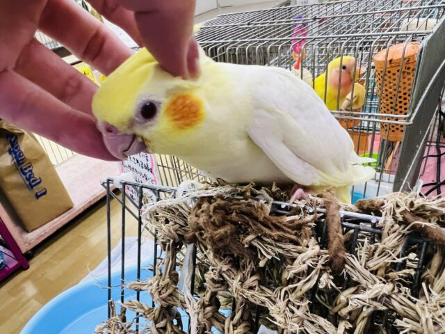 オカメインコ