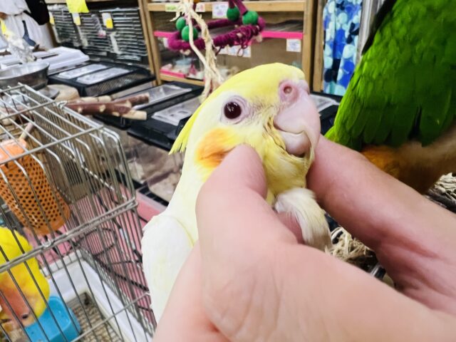 オカメインコ