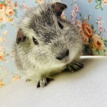 おっとり穏やか🫧ﾅﾃﾞﾅﾃﾞ大好き❤︎テディモルモットくん､男のコ❤︎♂