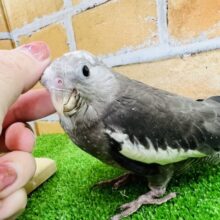 動画更新☆甘えん坊になったよ♡オカメインコ（ホワイトフェイス）