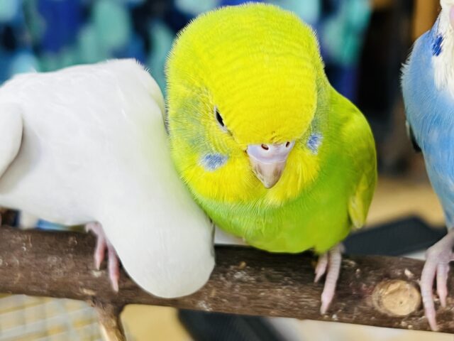 セキセイインコ