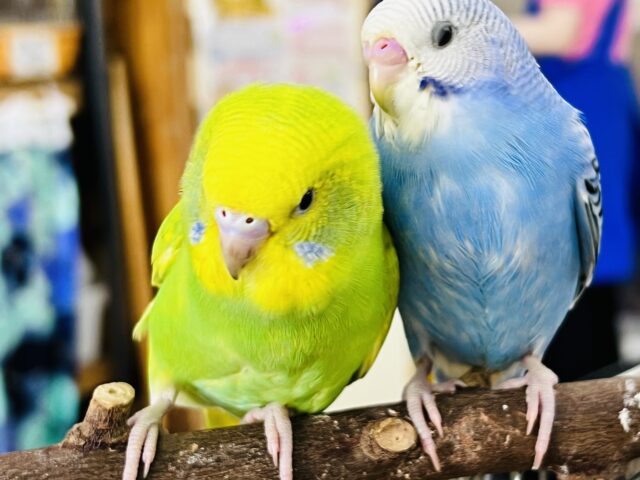 セキセイインコ