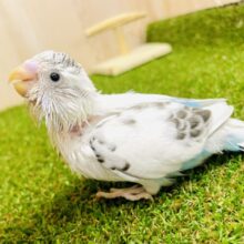 シャボン玉セキセイインコだよ～～.。o○.。o○　セキセイインコ　白ハルクイン