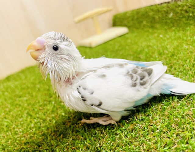 シャボン玉セキセイインコだよ～～.。o○.。o○　セキセイインコ　白ハルクイン