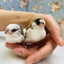 ｷｭﾝｷｭﾝが止まらない❤︎ ⁾⁾ とってもかわいい十姉妹のヒナちゃんです🌼