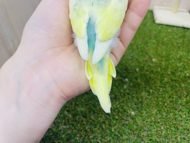 セキセイインコ