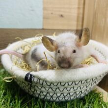 最新画像有ります⭐️レア‼️大きなお耳につぶらな瞳が可愛らしいスキニーマウス🧀💕